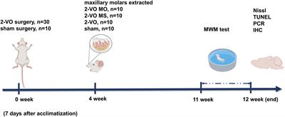 Molar loss further exacerbates 2-VO-induced cognitive impairment associated with the activation of p38MAPK/NFκB pathway